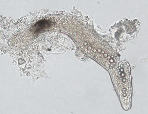  ( - PZ0267)  @11 [ ] by-nc-sa (2025) Luis Martell University Museum of Bergen, Natural History Collections