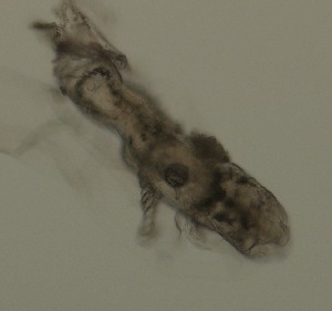  ( - PZ0293)  @11 [ ] by-nc-sa (2025) Luis Martell University Museum of Bergen, Natural History Collections