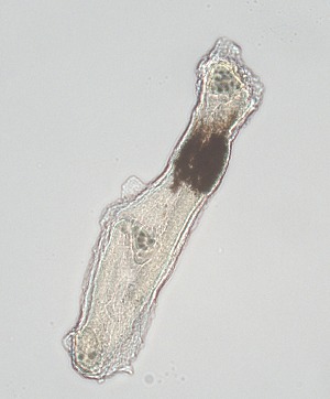  ( - PZ0299)  @11 [ ] by-nc-sa (2025) Luis Martell University Museum of Bergen, Natural History Collections