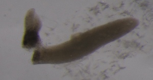  ( - PZ0307)  @11 [ ] by-nc-sa (2025) Luis Martell University Museum of Bergen, Natural History Collections