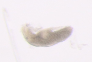  ( - PZ0344)  @11 [ ] by-nc-sa (2025) Luis Martell University Museum of Bergen, Natural History Collections