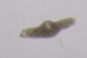  ( - PZ0368)  @11 [ ] by-nc-sa (2025) Luis Martell University Museum of Bergen, Natural History Collections