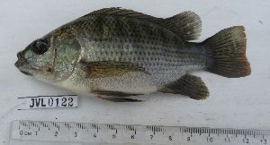  (Oreochromis spilurus - Sample-PBCO010)  @11 [ ] No rights reserved  Unspecified Unspecified