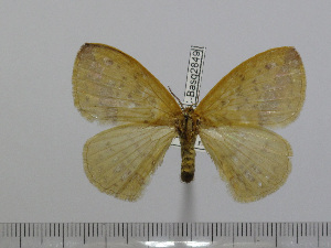  (Stenoglene brunneofasciata - BC-Basq 2849)  @13 [ ] Copyright (2011) Patrick Basquin Research Collection of Patrick Basquin