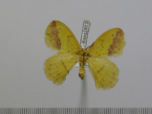  (Stenoglene citrineiocea - BC-Basq 2863)  @13 [ ] Copyright (2011) Patrick Basquin Research Collection of Patrick Basquin