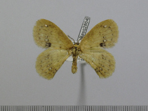  ( - BC-Basq 2864)  @12 [ ] Copyright (2011) Patrick Basquin Research Collection of Patrick Basquin