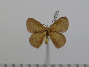  ( - BC-Basq 2870)  @13 [ ] Copyright (2011) Patrick Basquin Research Collection of Patrick Basquin