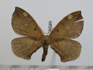  ( - BC-Basq 2875)  @12 [ ] Copyright (2011) Patrick Basquin Research Collection of Patrick Basquin