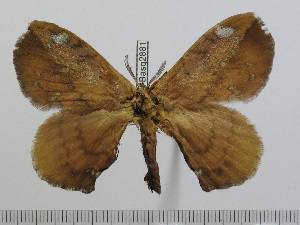  ( - BC-Basq 2881)  @11 [ ] Copyright (2011) Patrick Basquin Research Collection of Patrick Basquin
