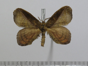  ( - BC-Basq 2888)  @13 [ ] Copyright (2011) Patrick Basquin Research Collection of Patrick Basquin