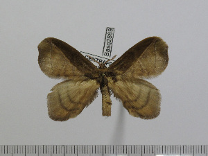  ( - BC-Basq 2889)  @13 [ ] Copyright (2011) Patrick Basquin Research Collection of Patrick Basquin