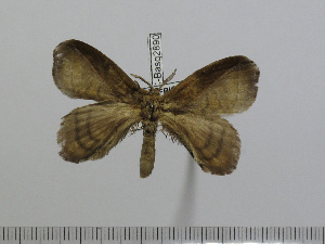  ( - BC-Basq 2890)  @11 [ ] Copyright (2011) Patrick Basquin Research Collection of Patrick Basquin