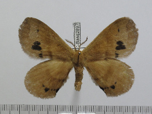  (Stenoglene bimaculatus - BC-Basq 2897)  @13 [ ] Copyright (2011) Patrick Basquin Research Collection of Patrick Basquin