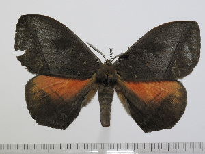  ( - BC-Basq 2928)  @14 [ ] Copyright (2011) Patrick Basquin Research Collection of Patrick Basquin