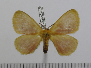  (Stenoglene roseus roseus - BC-Basq 2939)  @13 [ ] Copyright (2011) Patrick Basquin Research Collection of Patrick Basquin