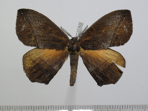  ( - BC-Basq 2992)  @13 [ ] Copyright (2011) Patrick Basquin Research Collection of Patrick Basquin
