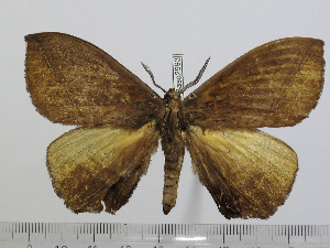  ( - BC-Basq 2993)  @13 [ ] Copyright (2011) Patrick Basquin Research Collection of Patrick Basquin