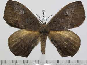  ( - BC-Basq 2996)  @13 [ ] Copyright (2011) Patrick Basquin Research Collection of Patrick Basquin