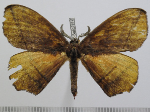  ( - BC-Basq 2997)  @13 [ ] Copyright (2011) Patrick Basquin Research Collection of Patrick Basquin