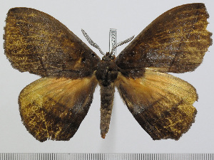  ( - BC-Basq 2998)  @13 [ ] Copyright (2011) Patrick Basquin Research Collection of Patrick Basquin