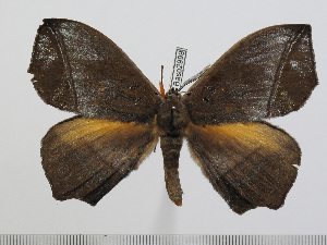  ( - BC-Basq 2999)  @14 [ ] Copyright (2011) Patrick Basquin Research Collection of Patrick Basquin