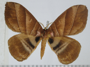  ( - BC-Basq 3101)  @14 [ ] Copyright (2011) Patrick Basquin Research Collection of Patrick Basquin