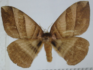  ( - BC-Basq 3103)  @14 [ ] Copyright (2011) Patrick Basquin Research Collection of Patrick Basquin