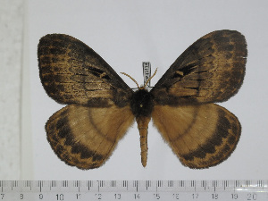  ( - BC-Basq 3114)  @13 [ ] Copyright (2011) Patrick Basquin Research Collection of Patrick Basquin