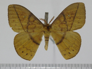  ( - BC-Basq 3118)  @11 [ ] Copyright (2011) Patrick Basquin Research Collection of Patrick Basquin