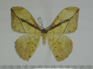  ( - BC-Basq 3172)  @13 [ ] Copyright (2011) Patrick Basquin Research Collection of Patrick Basquin
