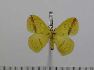  ( - BC-Basq 2862)  @13 [ ] Copyright (2011) Patrick Basquin Research Collection of Patrick Basquin