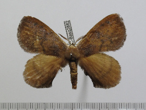  ( - BC-Basq 2882)  @11 [ ] Copyright (2011) Patrick Basquin Research Collection of Patrick Basquin