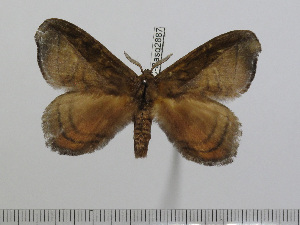  ( - BC-Basq 2887)  @12 [ ] Copyright (2011) Patrick Basquin Research Collection of Patrick Basquin