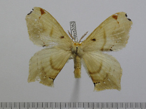  ( - BC-Basq 3063)  @13 [ ] Copyright (2011) Patrick Basquin Research Collection of Patrick Basquin