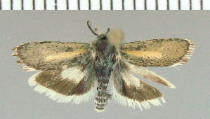  ( - yellow-117)  @13 [ ] Unspecified (default): All Rights Reserved  Unspecified Unspecified