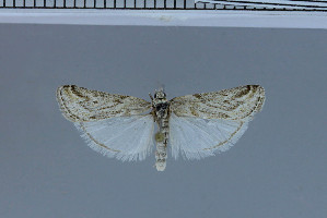  (Ocrisiodes - E112-2011)  @14 [ ] Unspecified (default): All Rights Reserved  Unspecified Unspecified