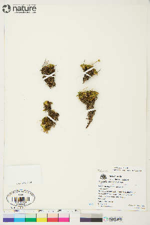  ( - Au043)  @11 [ ] Copyright (2018) Unspecified Canadian Museum of Nature