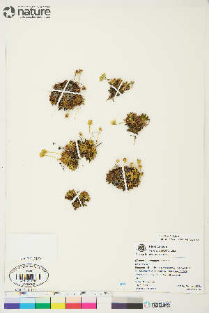  ( - UK021)  @11 [ ] Copyright (2018) Unspecified Canadian Museum of Nature