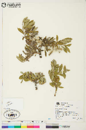 (Salix barrattiana - KL010)  @11 [ ] Copyright (2018) Unspecified Canadian Museum of Nature