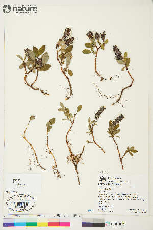  (Salix arctophila - Au054)  @11 [ ] Copyright (2018) Unspecified Canadian Museum of Nature