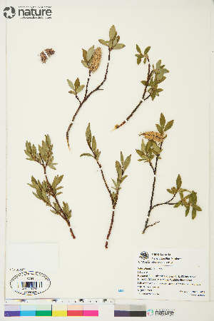  (Salix cf. planifolia - UK052)  @11 [ ] Copyright (2018) Unspecified Canadian Museum of Nature