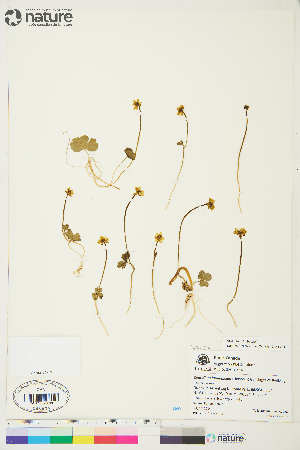  (Ranunculus lapponicus - Au026)  @11 [ ] Copyright (2018) Unspecified Canadian Museum of Nature