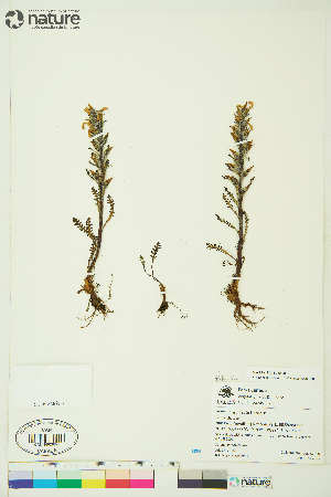  (Pedicularis arctica - Au018)  @11 [ ] Copyright (2018) Unspecified Canadian Museum of Nature