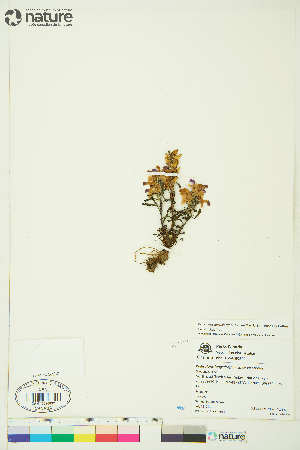  (Pedicularis sp - AL11-079)  @11 [ ] Copyright (2018) Unspecified Canadian Museum of Nature