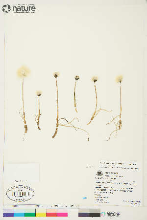  ( - Au039)  @11 [ ] Copyright (2018) Unspecified Canadian Museum of Nature