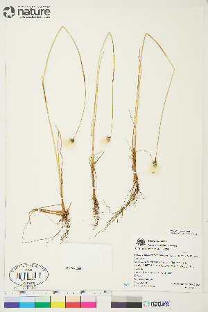  ( - NH-12-200)  @11 [ ] Copyright (2018) Unspecified Canadian Museum of Nature