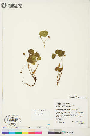  (Rubus acaulis - TG08-043)  @11 [ ] Copyright (2018) Unspecified Canadian Museum of Nature