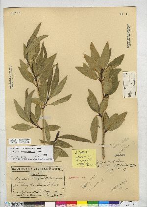  (Populus angustifolia - CCDB-23308-B04)  @11 [ ] CreativeCommons - Attribution (2014) CBG Photography Group Centre for Biodiversity Genomics