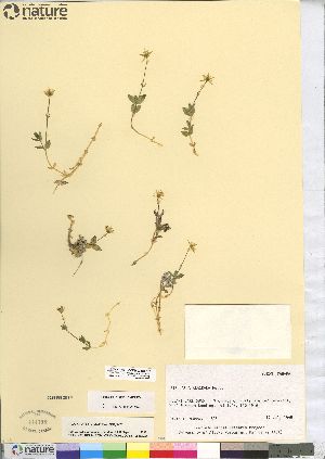  (Stellaria alaskana - CCDB-23308-B10)  @11 [ ] CreativeCommons - Attribution (2014) CBG Photography Group Centre for Biodiversity Genomics