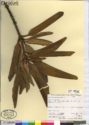  (Rhododendron maximum - CCDB-23309-E03)  @11 [ ] CreativeCommons - Attribution (2014) CBG Photography Group Centre for Biodiversity Genomics